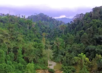 Singapore firm to invest US$30 million in Ghana forest restoration project