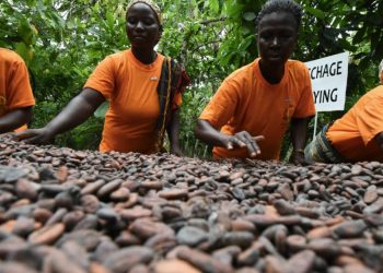 IMANI Ghana reveals $2,489 annual income gap between cocoa farmers’ earnings and household needs