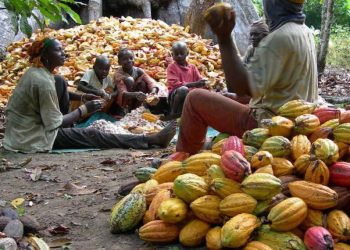 Cocoa Farming: IMANI report pegs average productivity of farmers at 457 kg per hectare