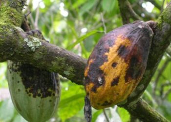 Weather conditions, disease devastate Ghana’s cocoa sector; production estimated at 492,000mt for 2023/24 season